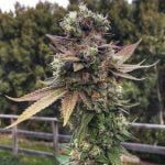 Critical Mass Marijuana Strain