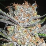 Critical Mass Strain Marijuana Plant