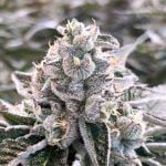 Dolato Marijuana Strain