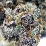 Dolato Strain Marijuana Plant