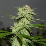 Dutch Treat Marijuana Strain
