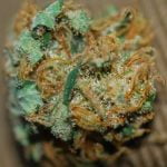 Dutch Treat Strain Marijuana Plant