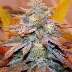 Flo Marijuana Strain