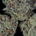 Flo Strain Marijuana Plant