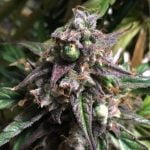 Fruit Punch Marijuana Strain