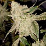 Gelato Cake Marijuana Strain