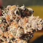 Gelato Cake Strain Marijuana Plant