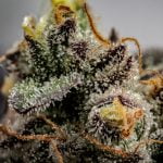 GMO Cookies Strain Marijuana Plant