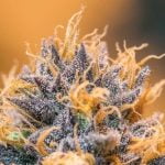 God's Gift Strain Marijuana Plant