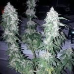 Guava Marijuana Strain