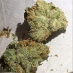Haze Bud