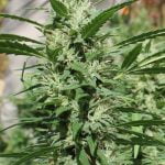 Haze Marijuana Strain