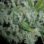 Haze Strain Marijuana Plant