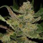 Hindu Kush Marijuana Strain