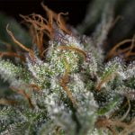 Hindu Kush Strain Marijuana Plant
