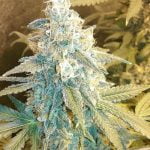 Holy Grail Marijuana Strain