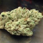 Holy Grail Strain Marijuana Plant