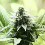 Jack Frost Marijuana Strain