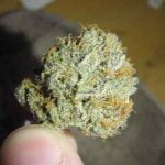 Juicy Fruit Bud