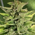 Juicy Fruit Marijuana Strain