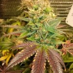 Larry OG Marijuana Strain