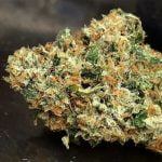 Larry OG Strain Marijuana Plant