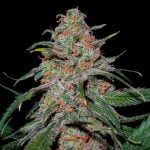 Lemon Skunk Marijuana Strain