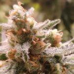 Lemon Skunk Strain Marijuana Plant