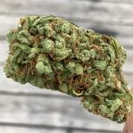 Mango Bud