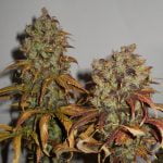 Mango Marijuana Strain