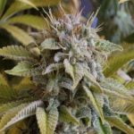 Mango Strain Marijuana Plant