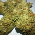 Master Kush Strain Marijuana Plant