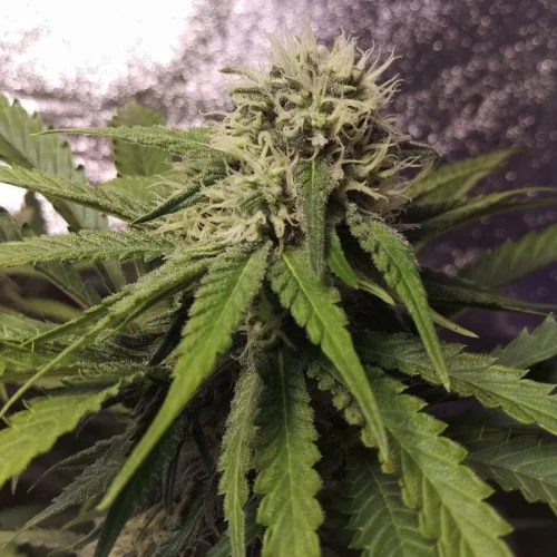 Master Kush Marijuana Strain