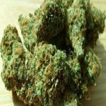 Maui Wowie Strain Marijuana Plant