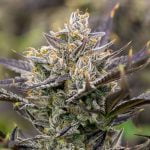 Member Berry Marijuana Strain