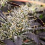 Member Berry Strain Marijuana Plant