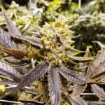 Mochi Marijuana Strain