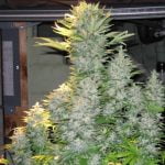 Orange Crush Marijuana Strain