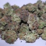 Pink Lemonade Bud