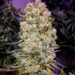 Rainmaker Marijuana Strain