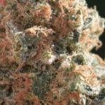 Rainmaker Strain Marijuana Plant