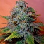 Romulan Marijuana Strain