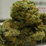 Romulan Strain Marijuana Plant