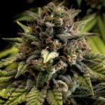 Sour Apple Marijuana Strain