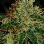 Sour Apple Strain Marijuana Plant