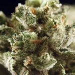 Super Silver Haze Strain Marijuana Plant