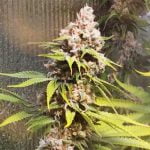 Tahoe OG Marijuana Strain