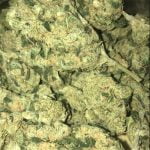 Tahoe OG Strain Marijuana Plant