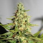Tangerine Dream Marijuana Strain