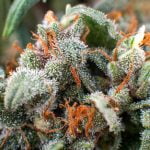 Tangerine Dream Strain Marijuana Plant